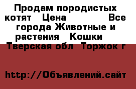 Продам породистых котят › Цена ­ 15 000 - Все города Животные и растения » Кошки   . Тверская обл.,Торжок г.